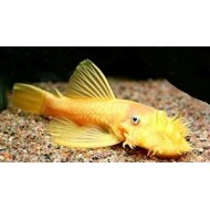 Ancistrus temminckii gold SM - Ancistrus Gold L144 (blauwe ogen) Ancistrus temminckii gold SM - Ancistrus Gold L144 (blauwe ogen)